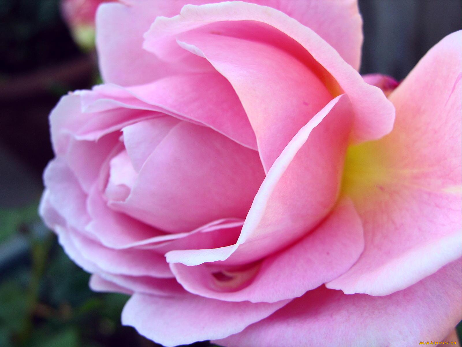 цветы, розы