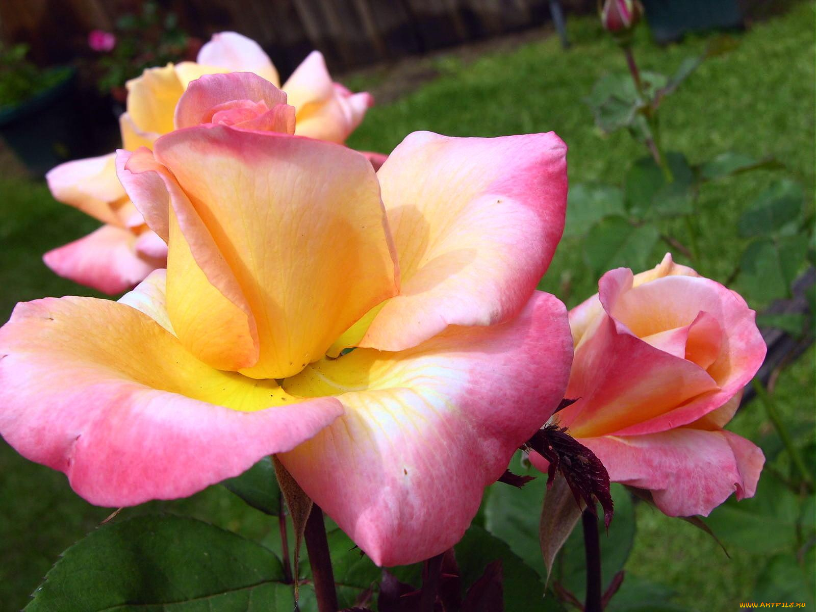 цветы, розы