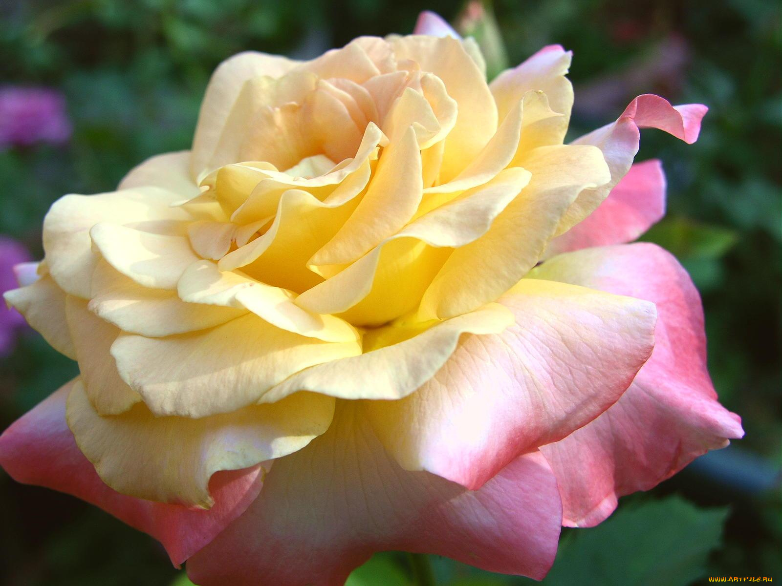 цветы, розы