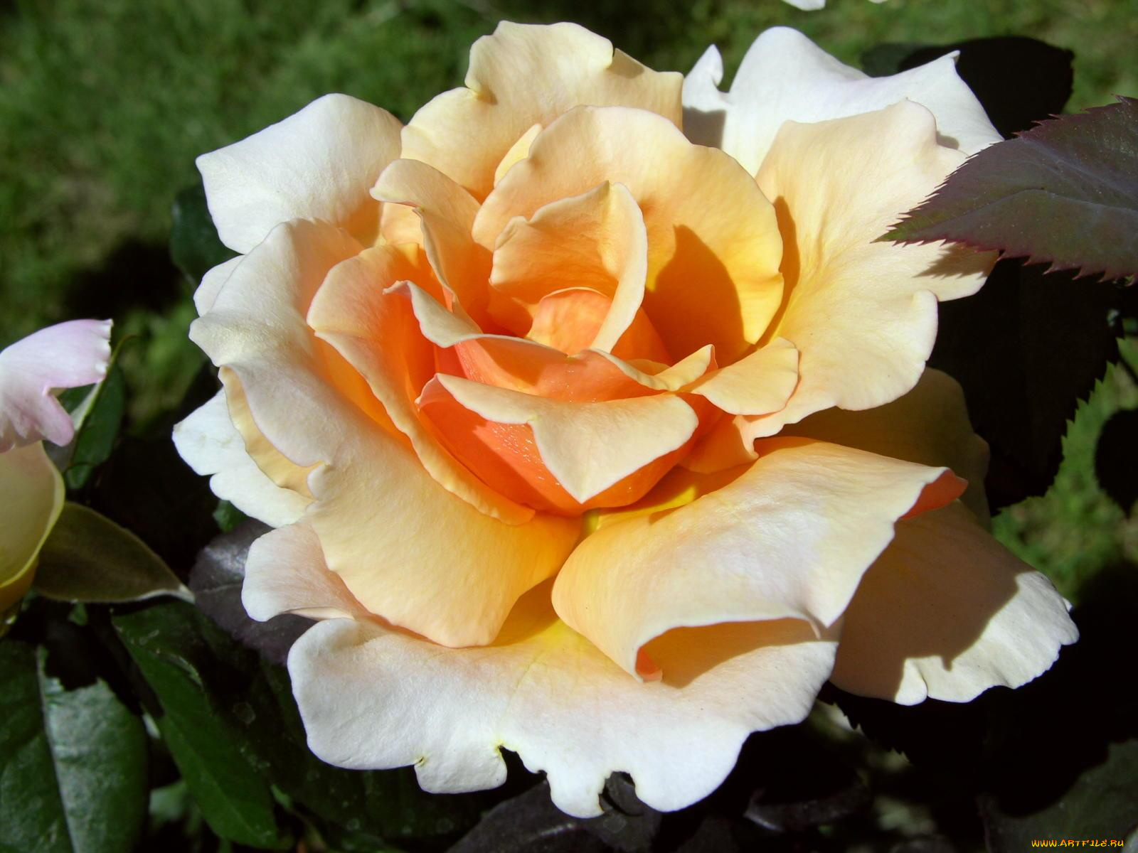 цветы, розы