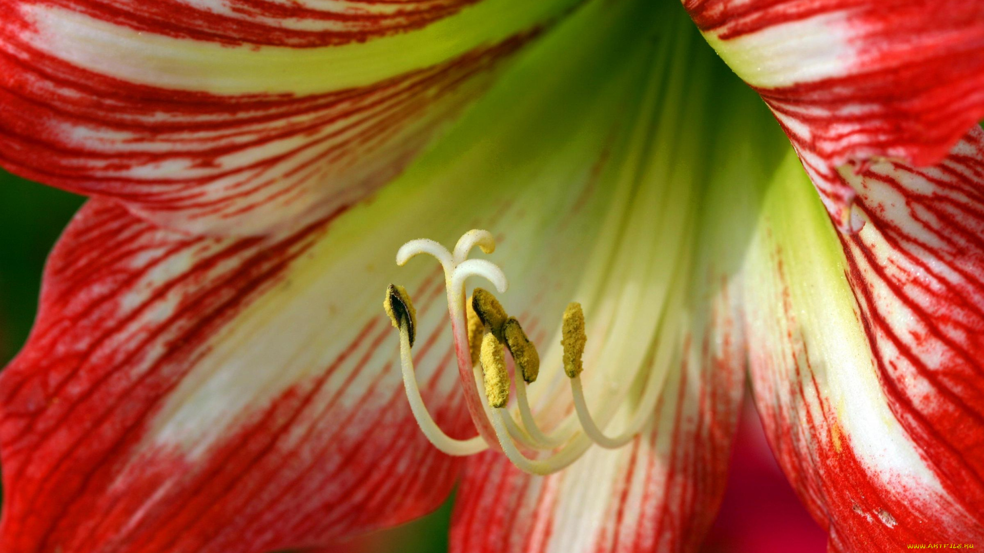 цветы, амариллисы, гиппеаструмы