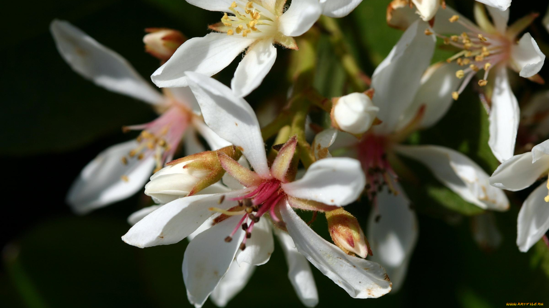 цветы, цветущие, деревья, кустарники