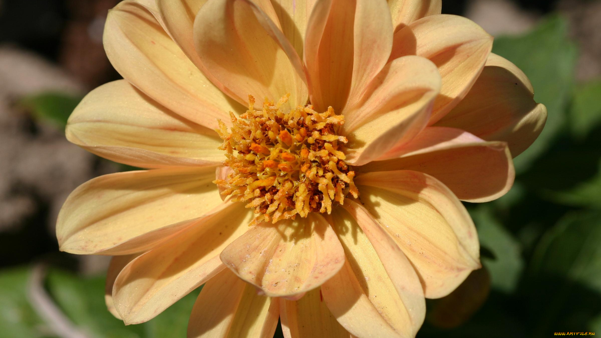 цветы, георгины