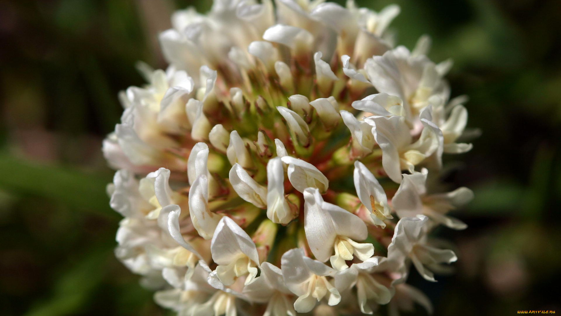 цветы, луговые, полевые