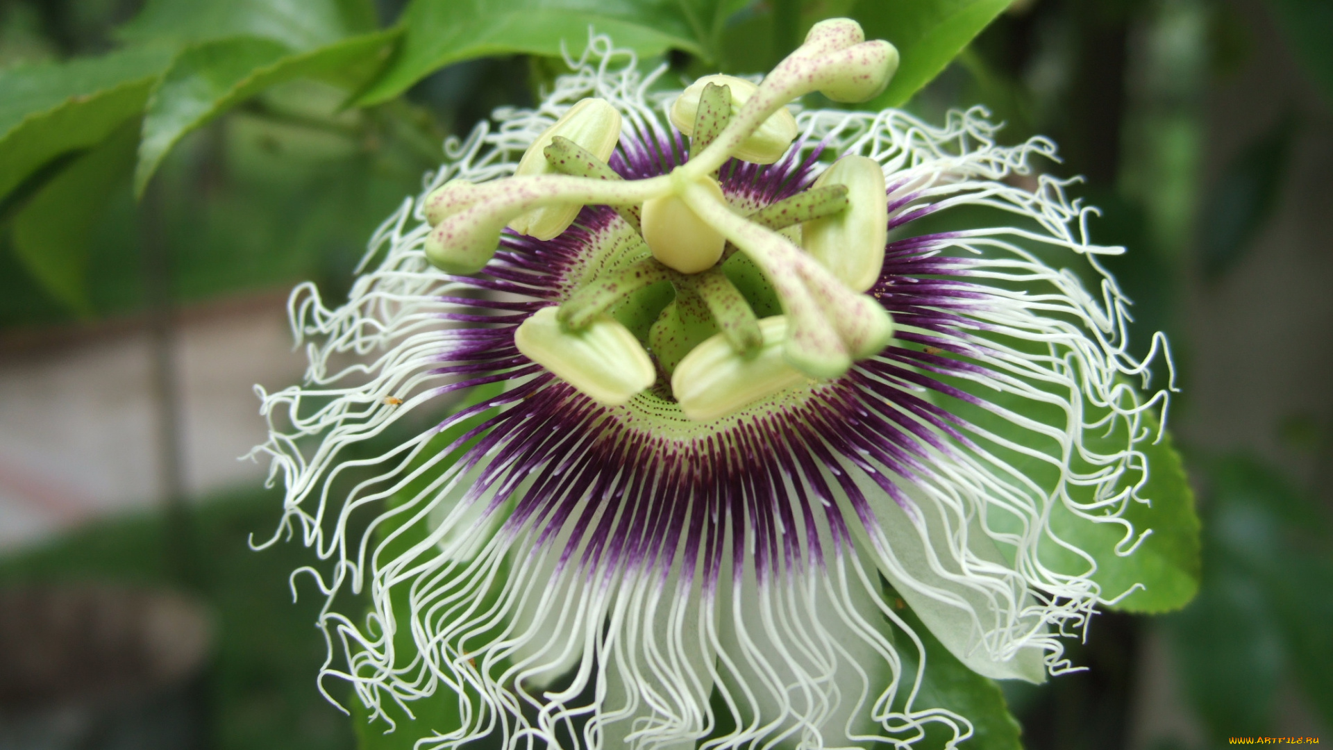 цветы, пассифлора
