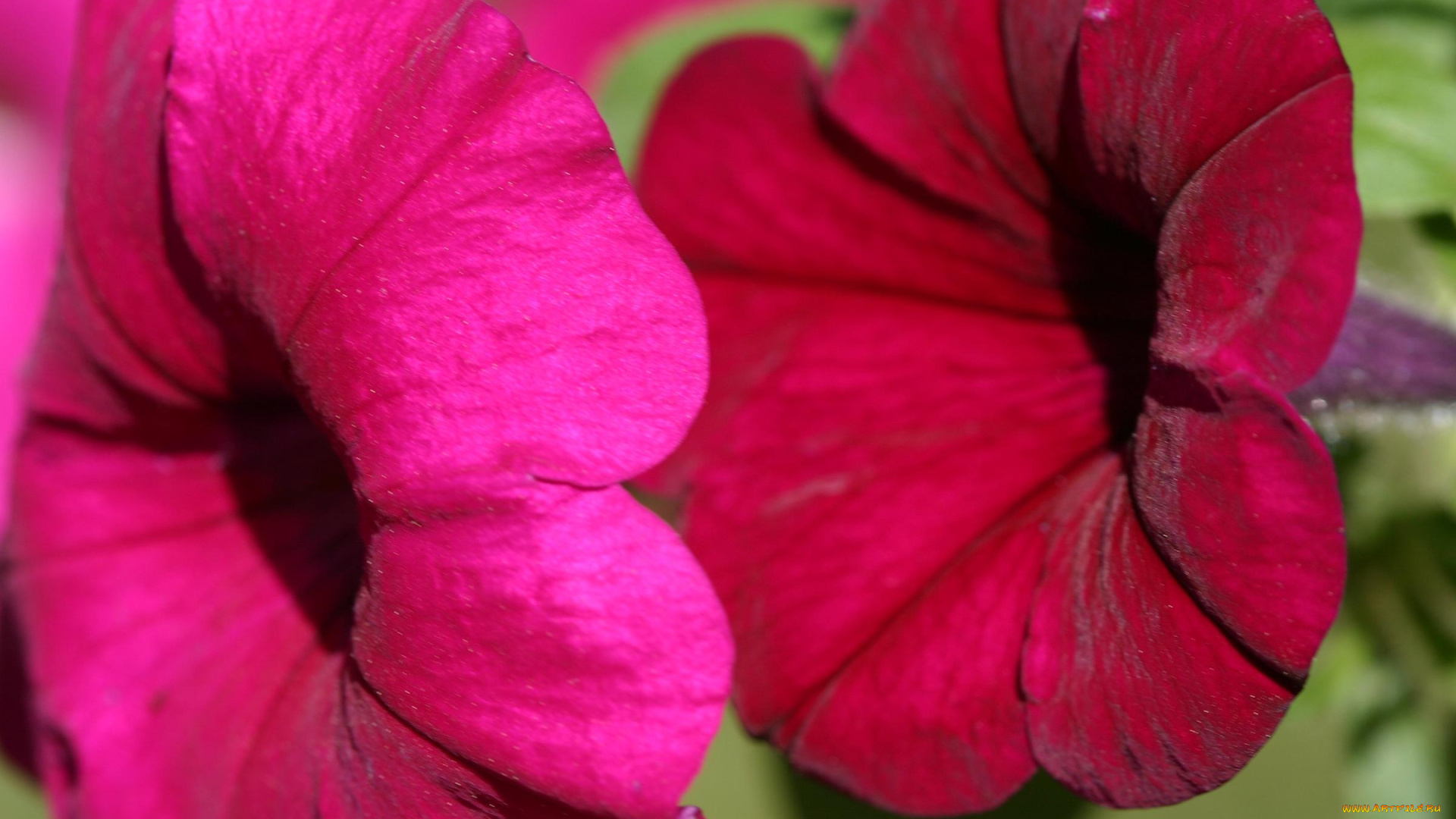 цветы, петунии, калибрахоа