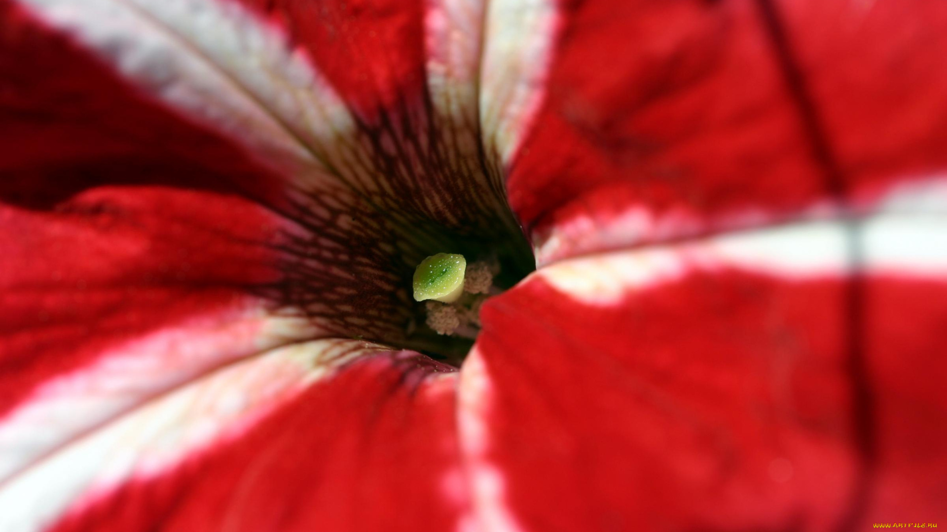 цветы, петунии, калибрахоа