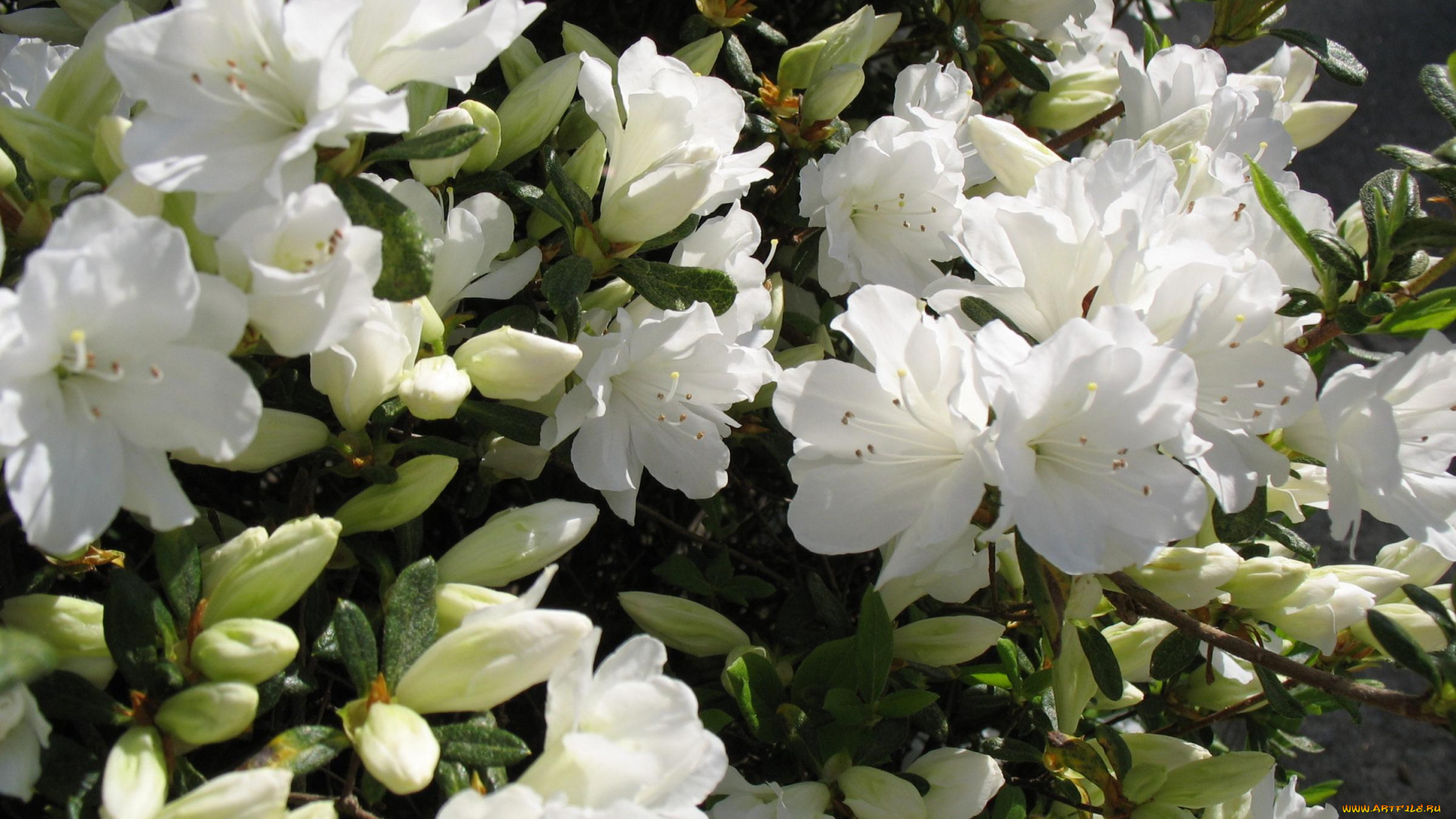 цветы, рододендроны, азалии