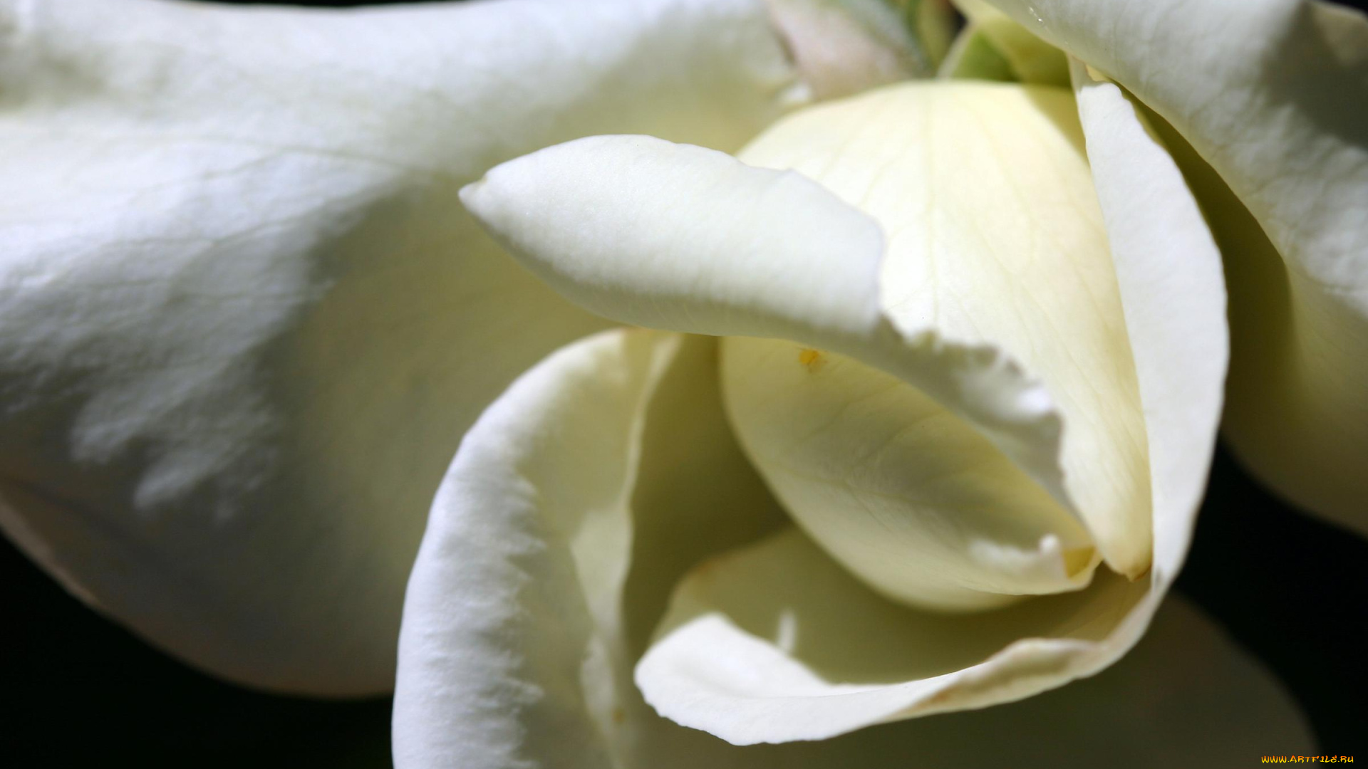 цветы, розы