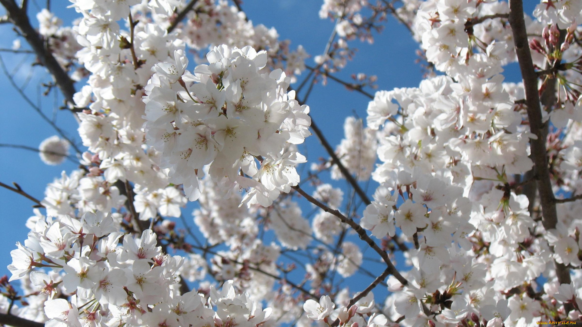 цветы, сакура, вишня