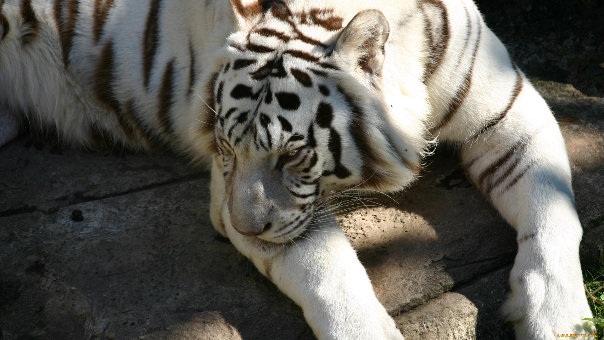 животные, тигры