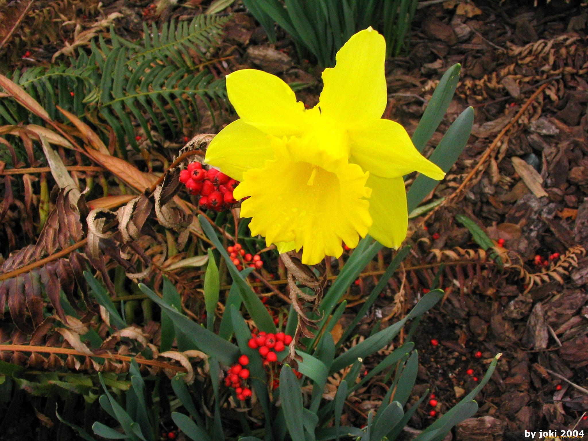 цветы, нарциссы