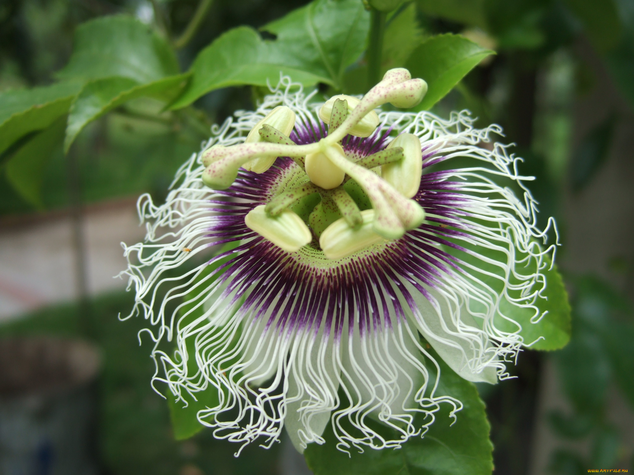 цветы, пассифлора