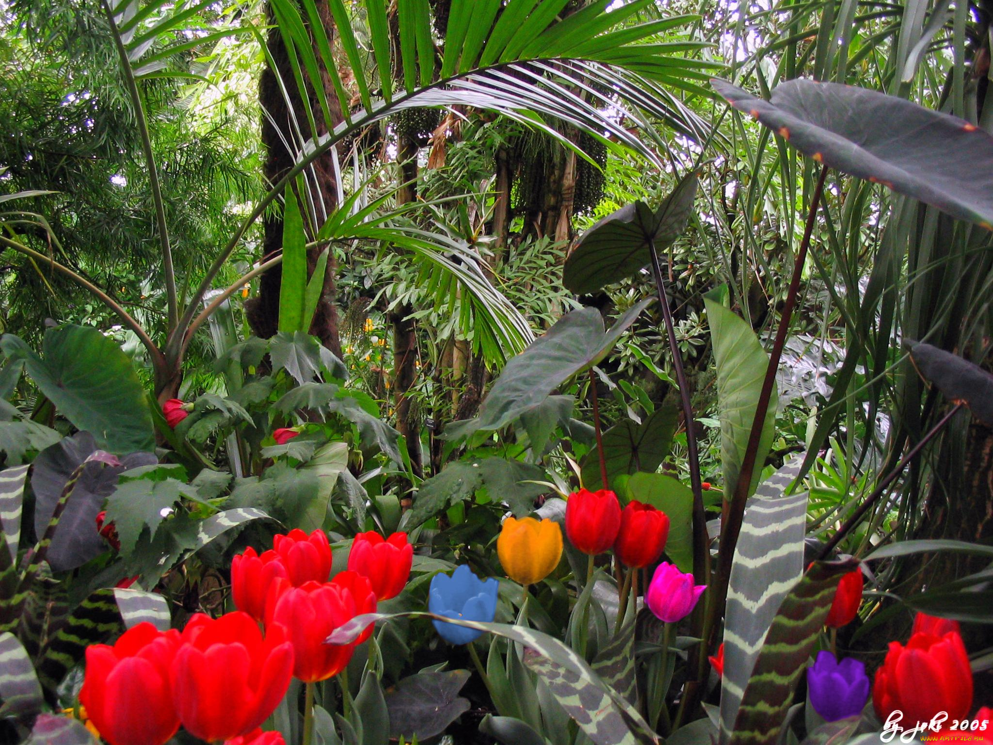 цветы, разные, вместе