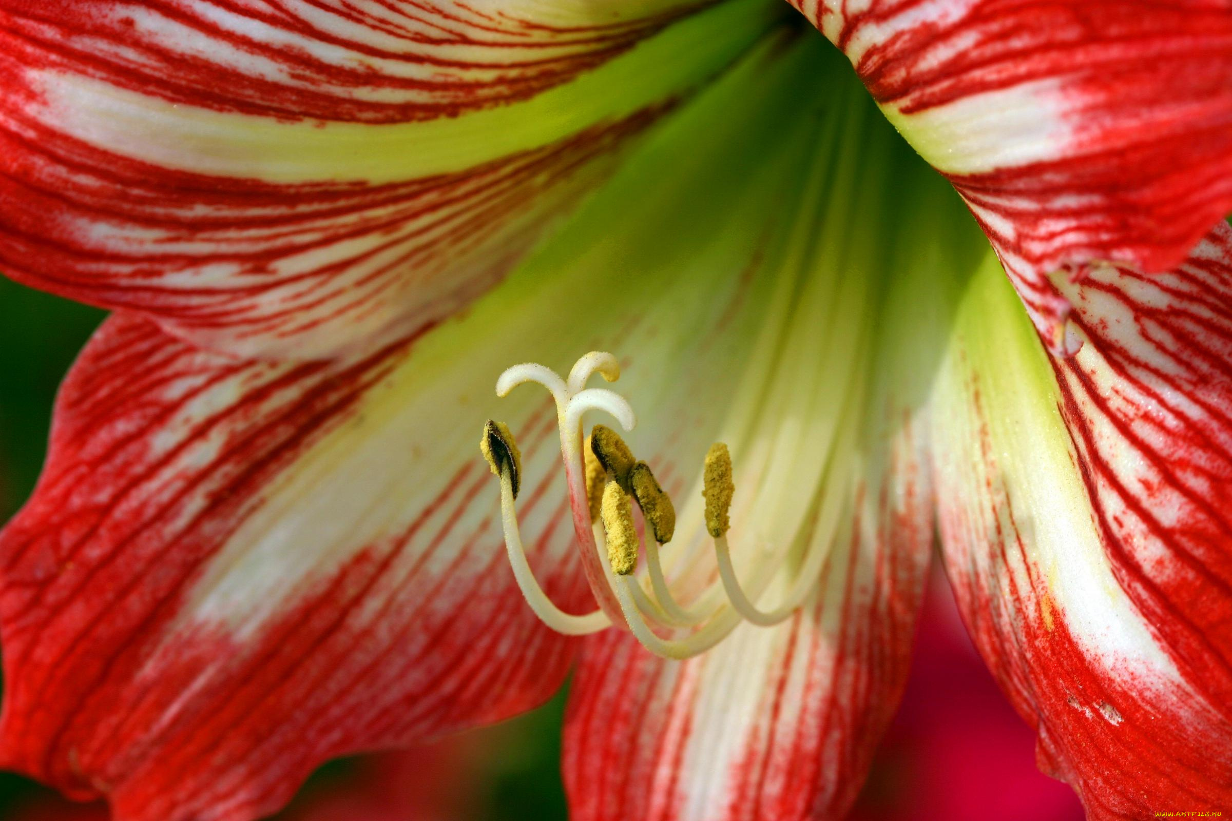 цветы, амариллисы, гиппеаструмы