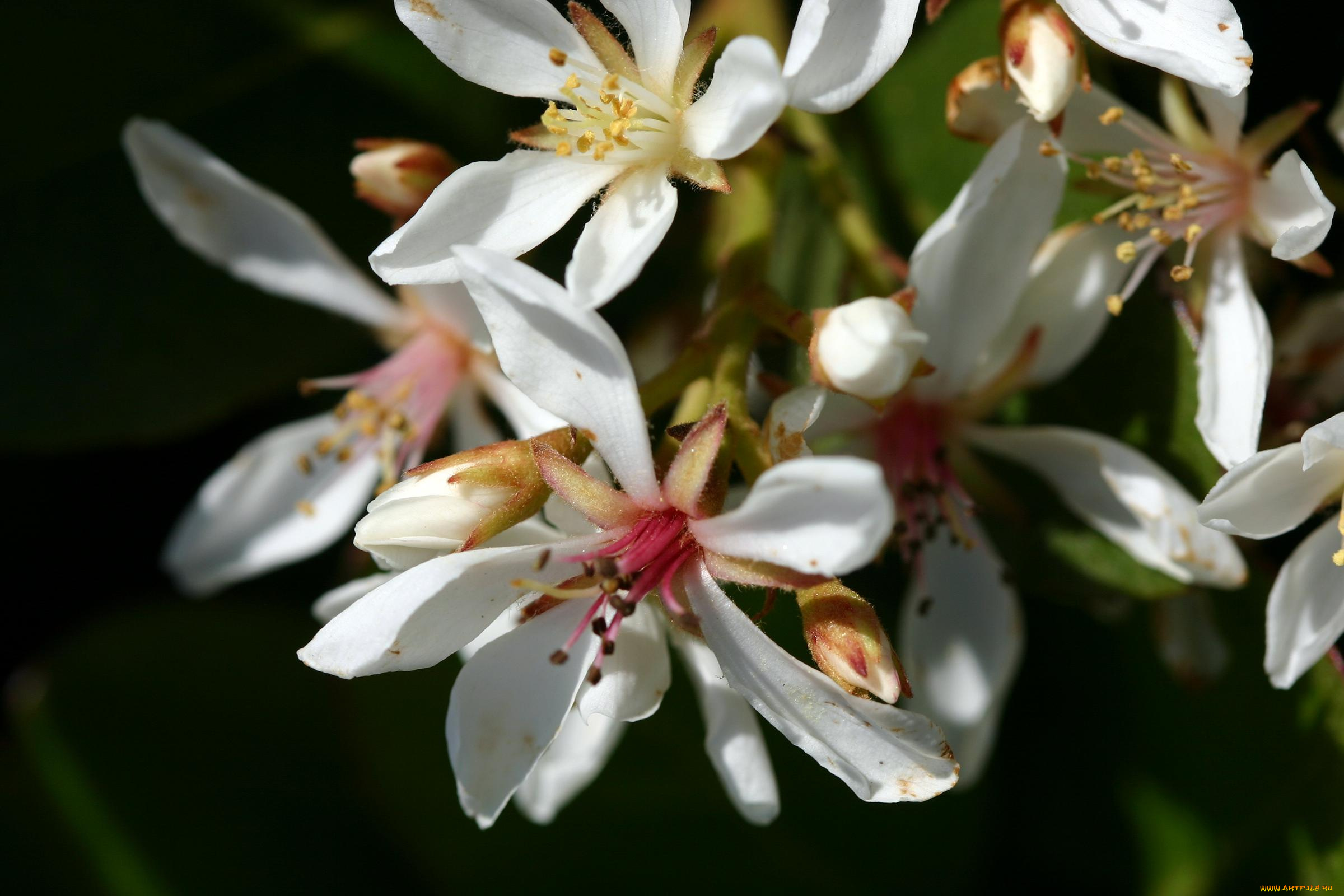 цветы, цветущие, деревья, кустарники
