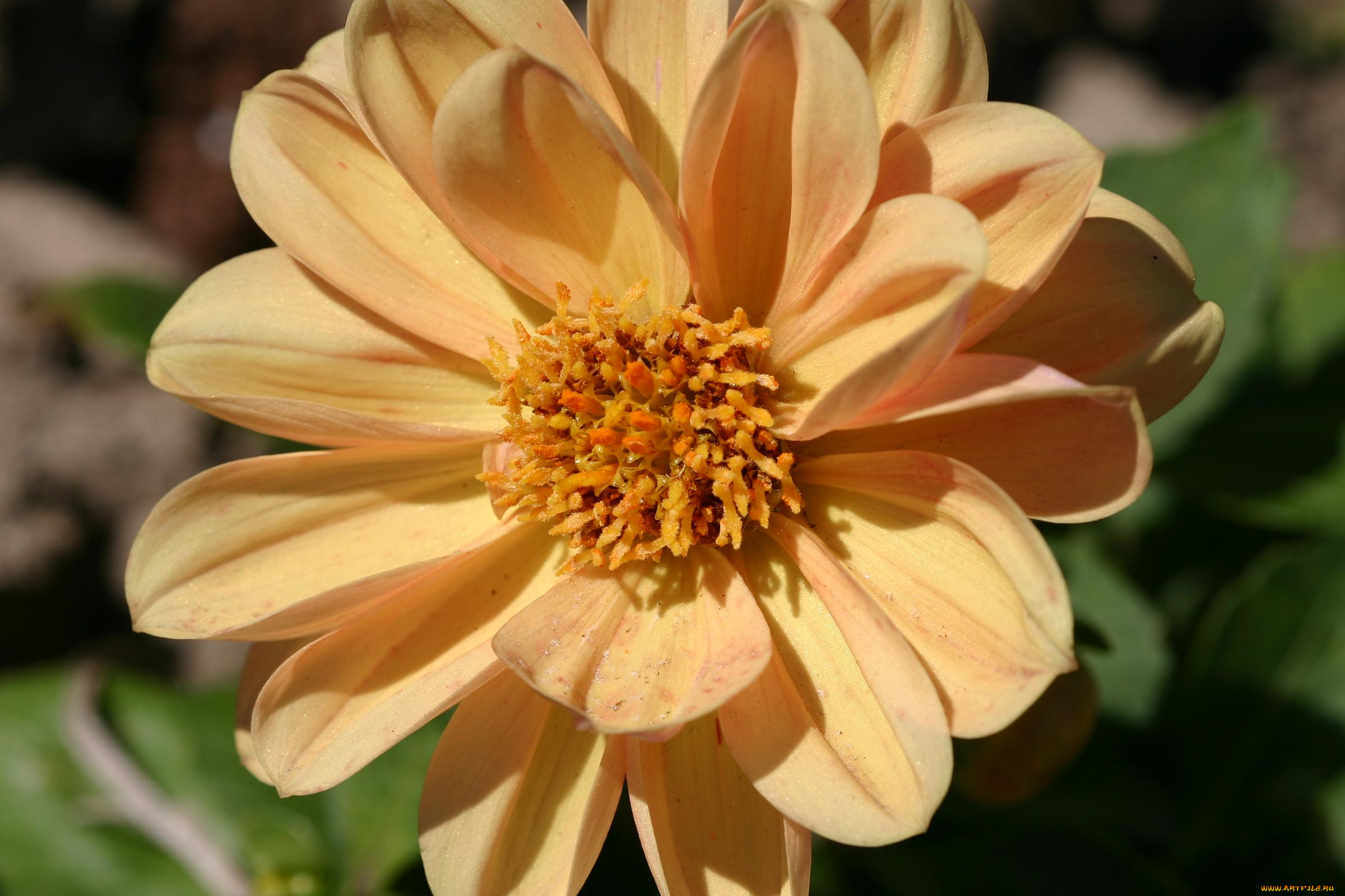 цветы, георгины