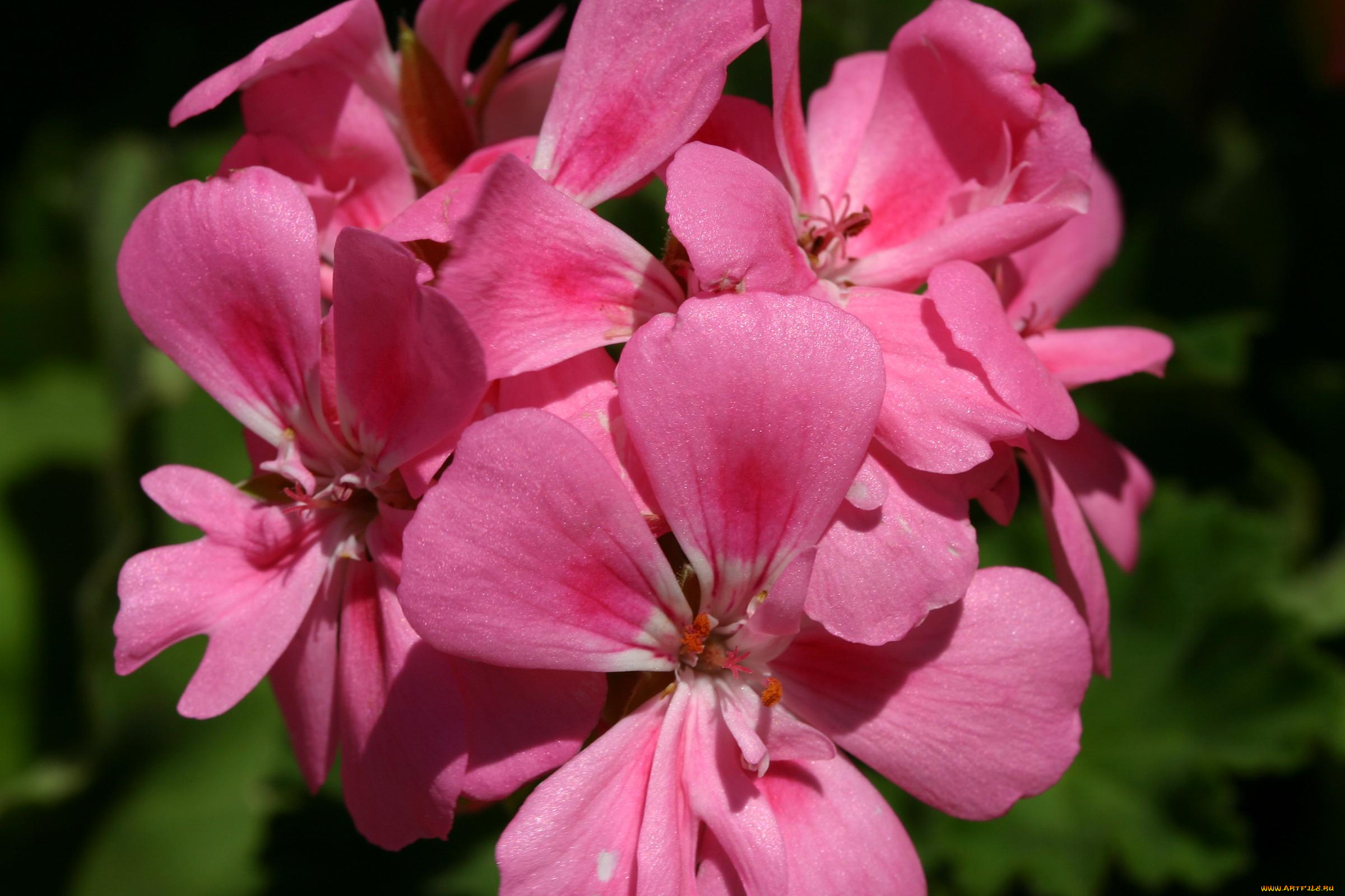 цветы, герань