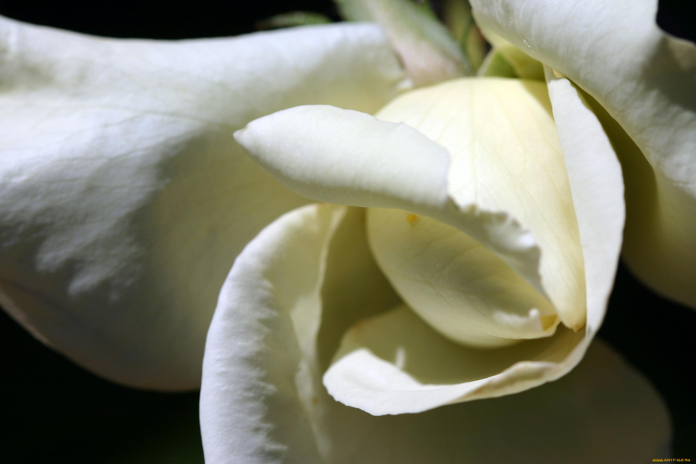 цветы, розы