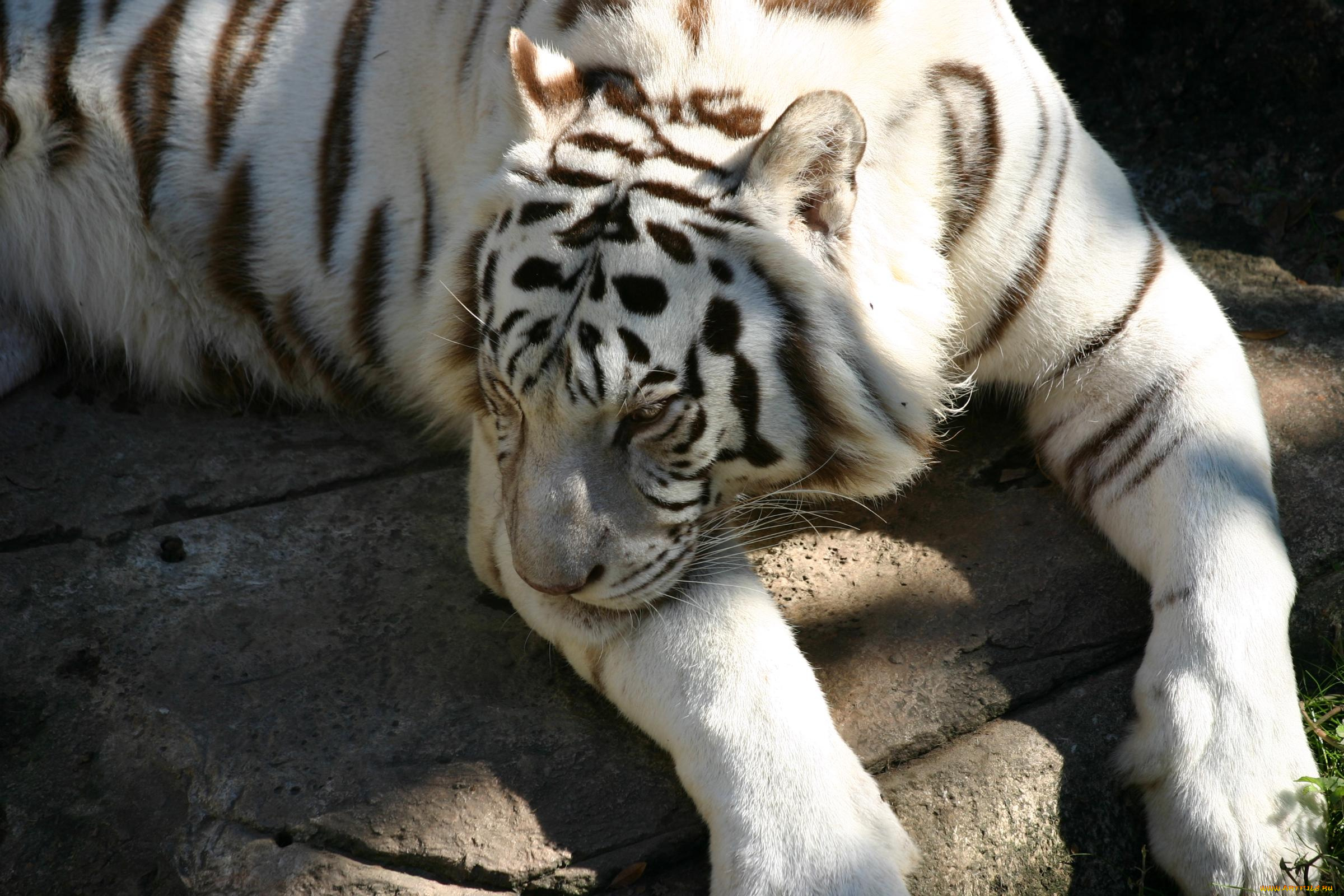 животные, тигры