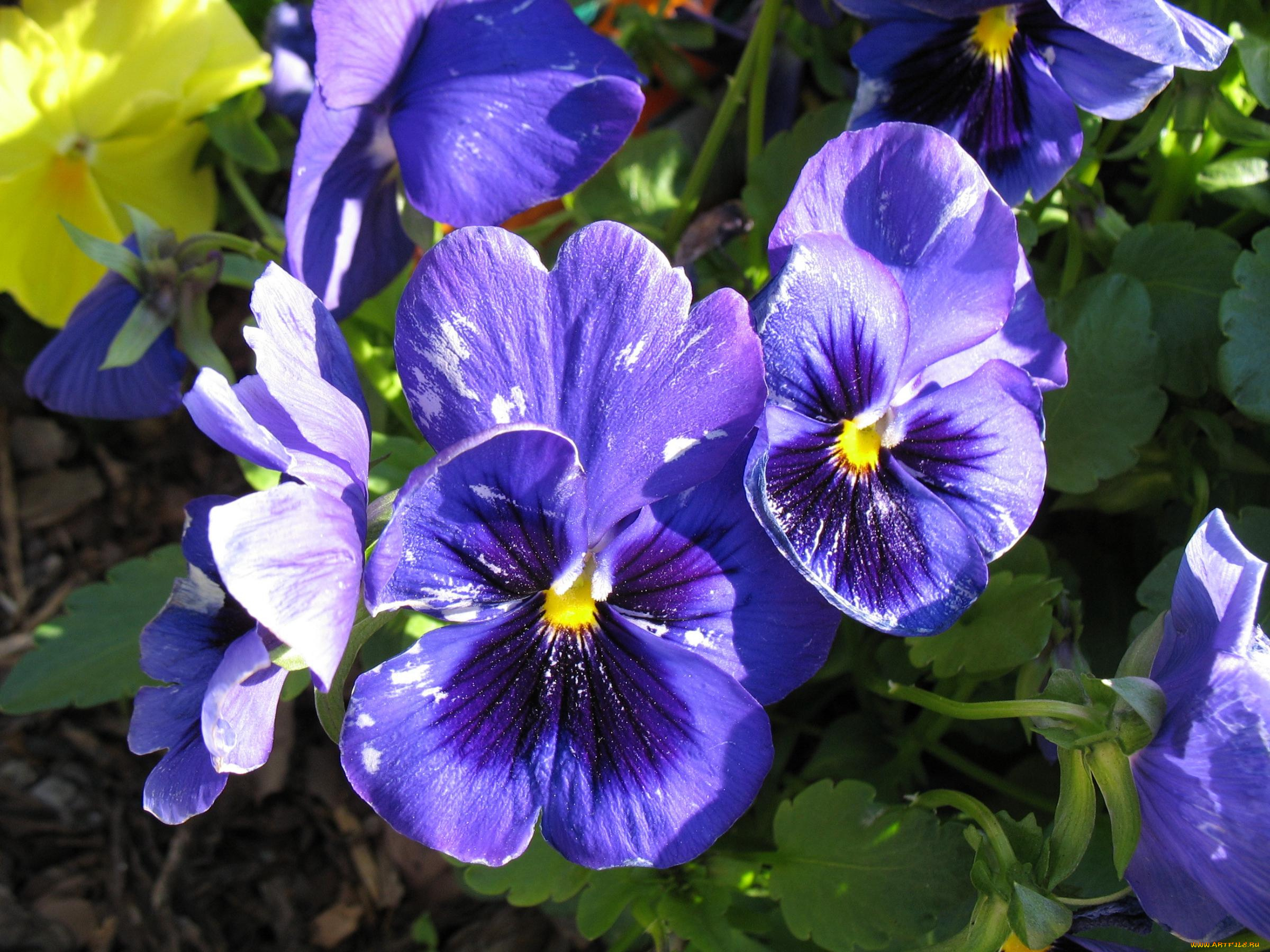 цветы, анютины, глазки, садовые, фиалки