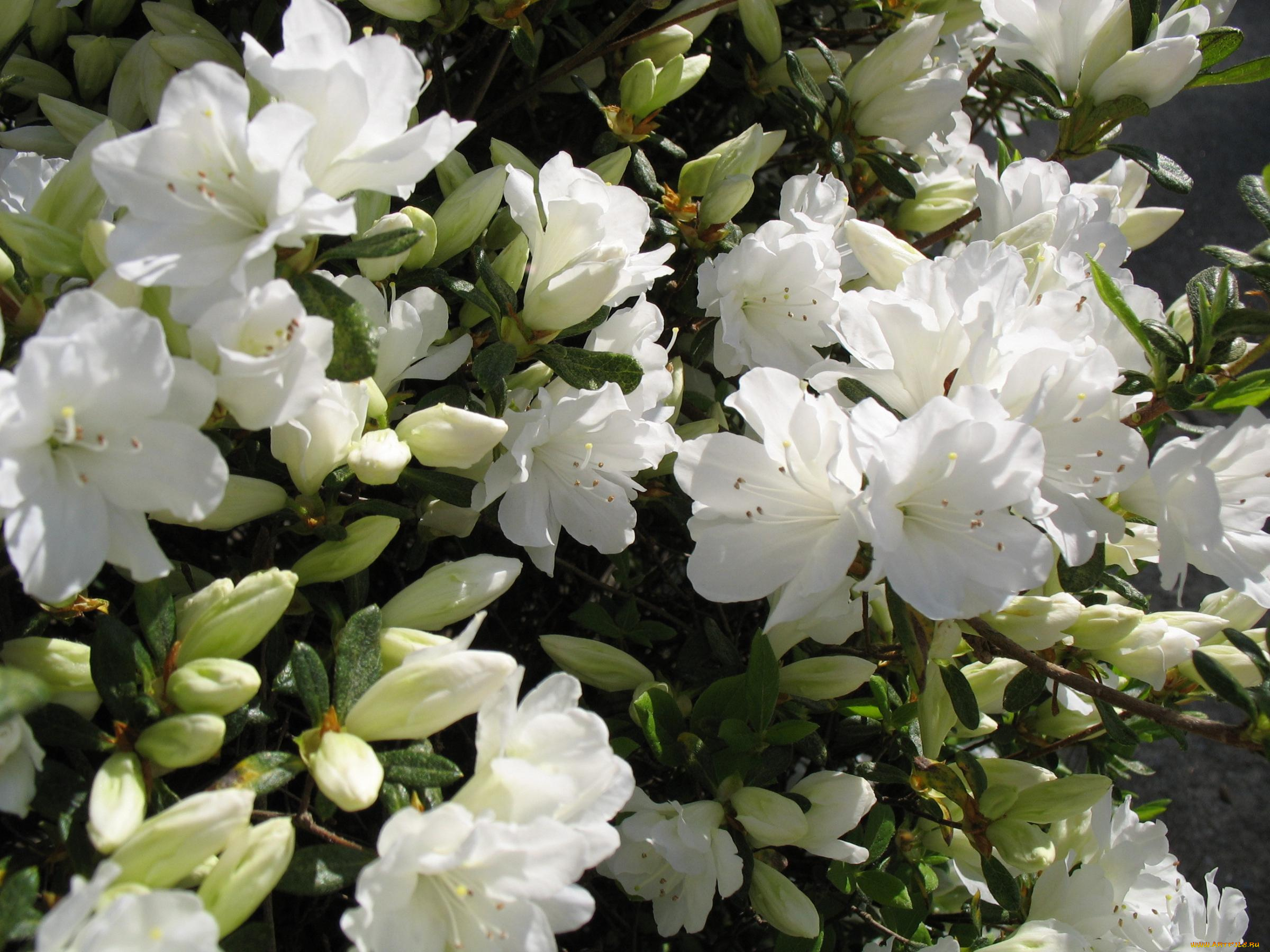 цветы, рододендроны, азалии