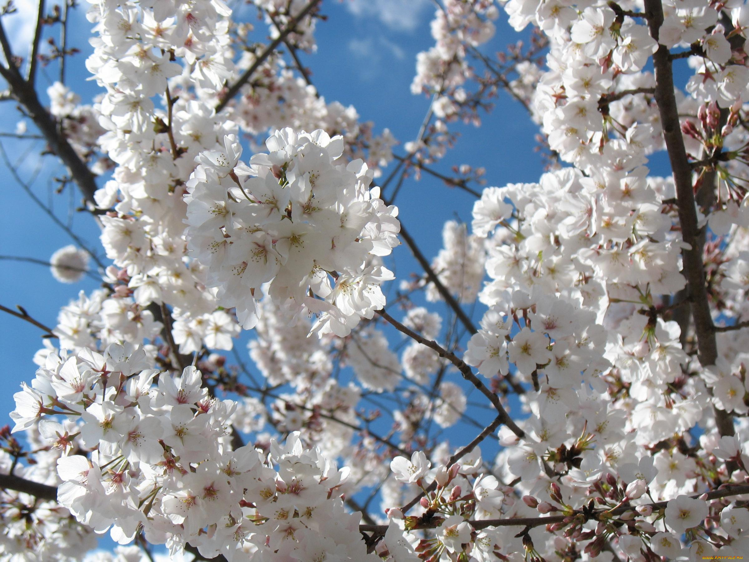 цветы, сакура, вишня