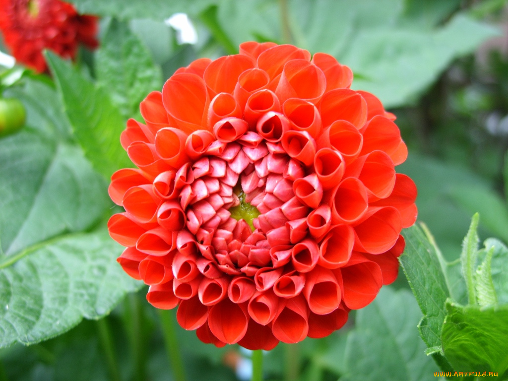 цветы, георгины