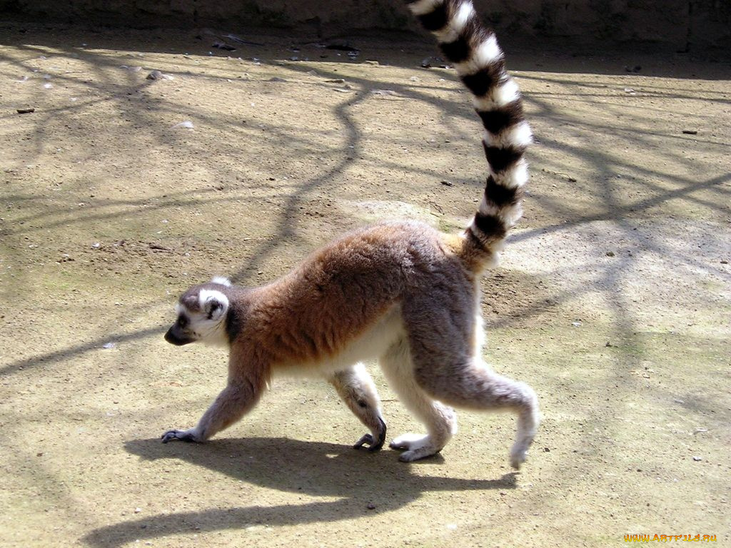 животные, лемуры