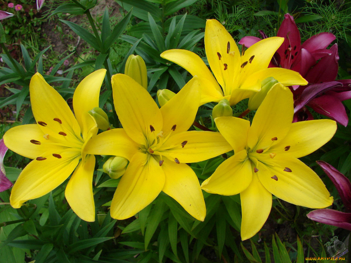 цветы, лилии, лилейники