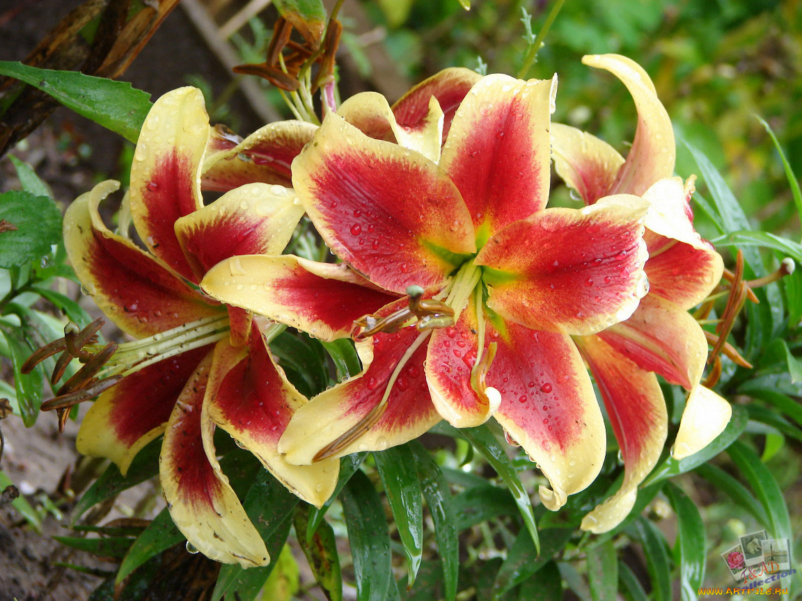 цветы, лилии, лилейники