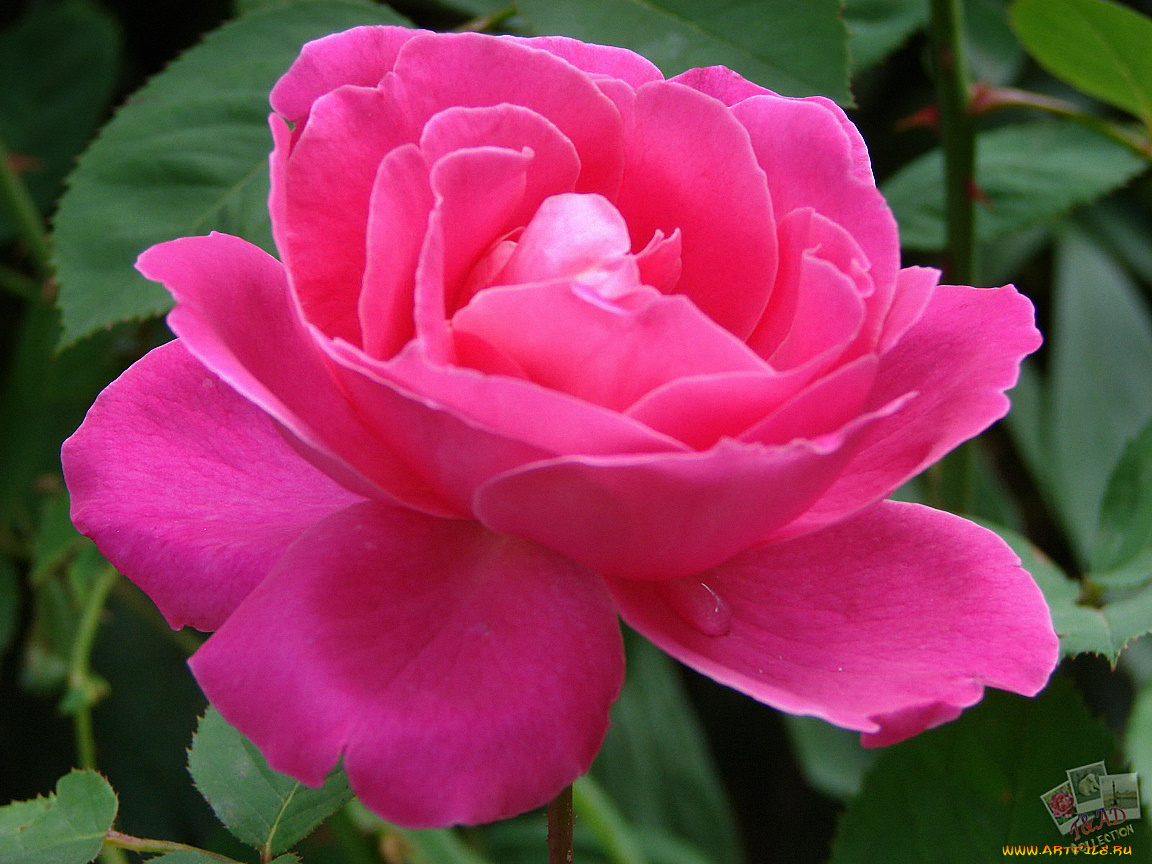 цветы, розы