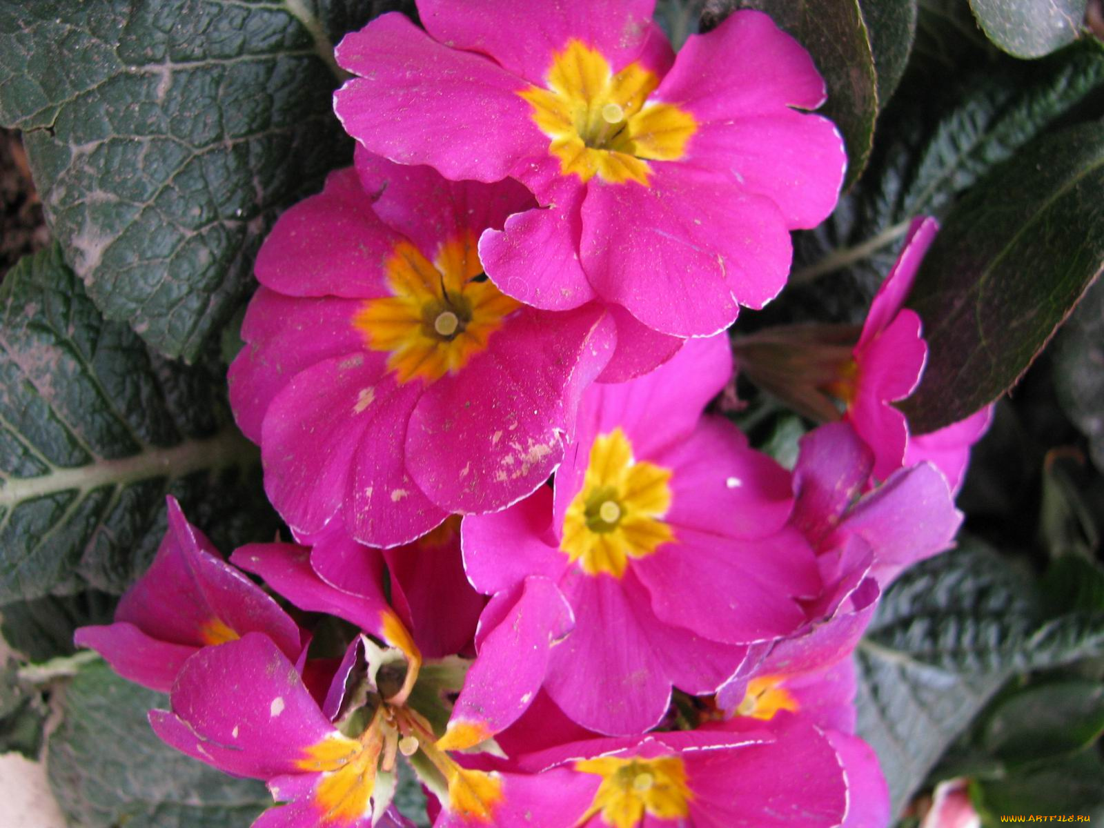 цветы, примулы