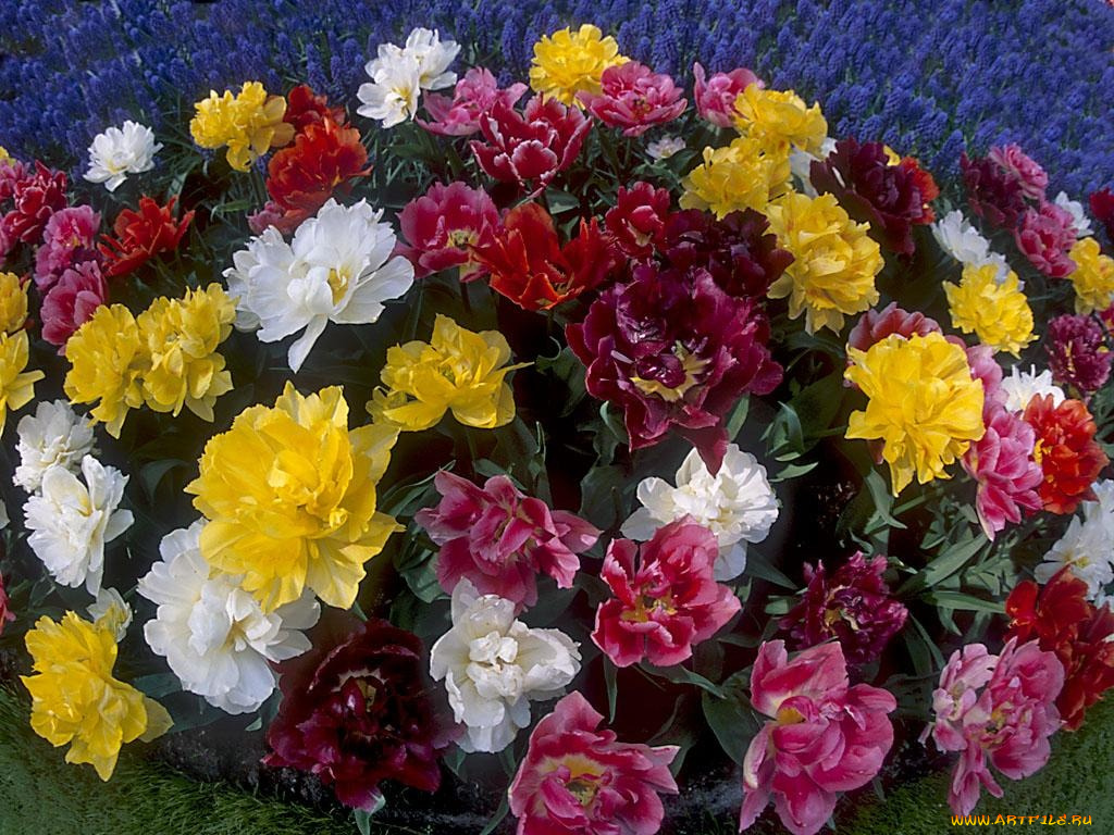 цветы, тюльпаны