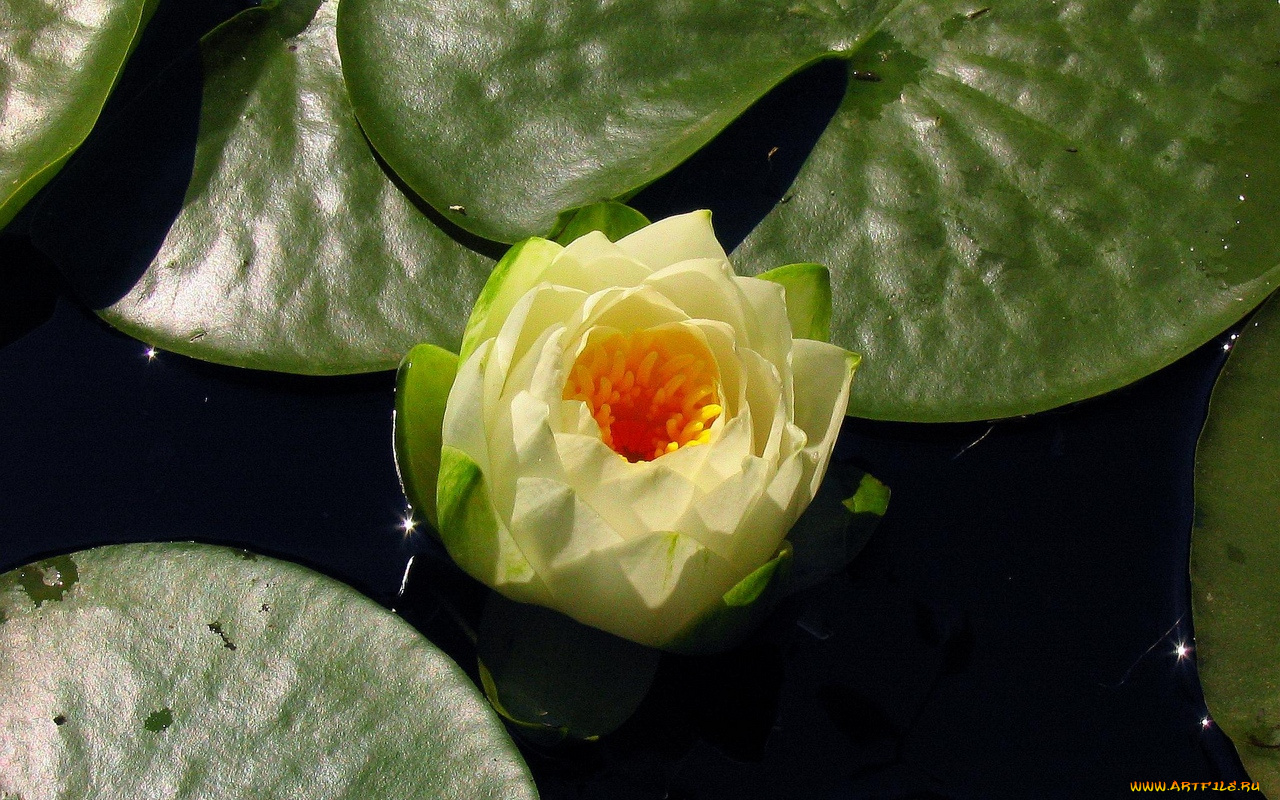 цветы, лилии, водяные, нимфеи, кувшинки