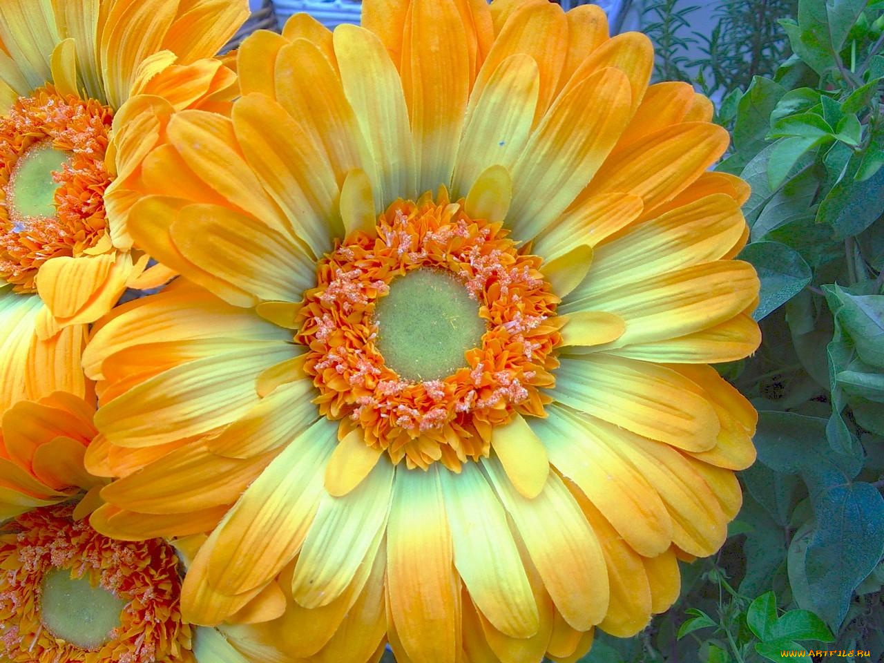 цветы, герберы