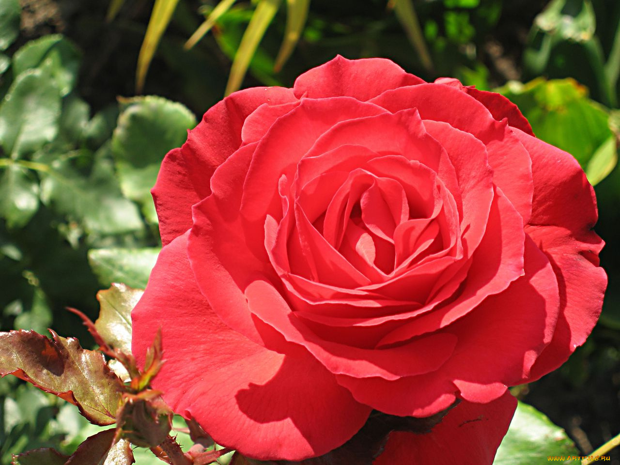 цветы, розы