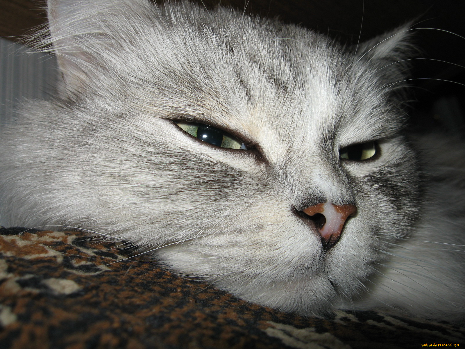 животные, коты