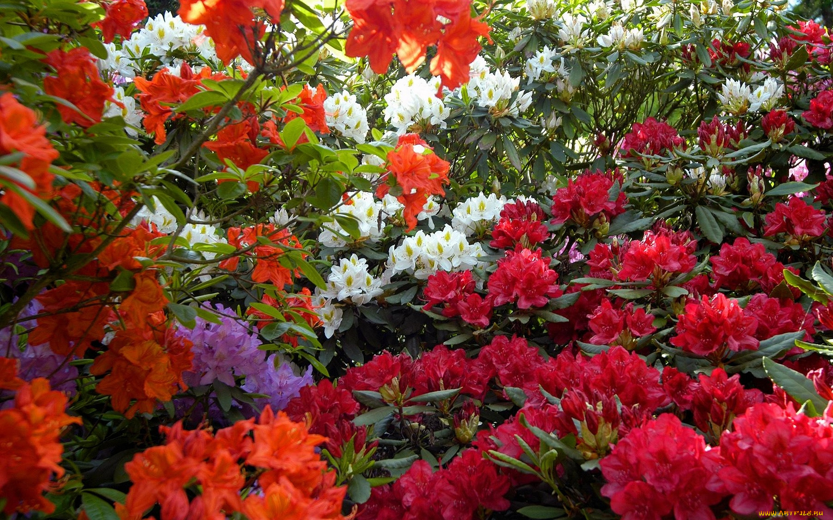 цветы, рододендроны, азалии
