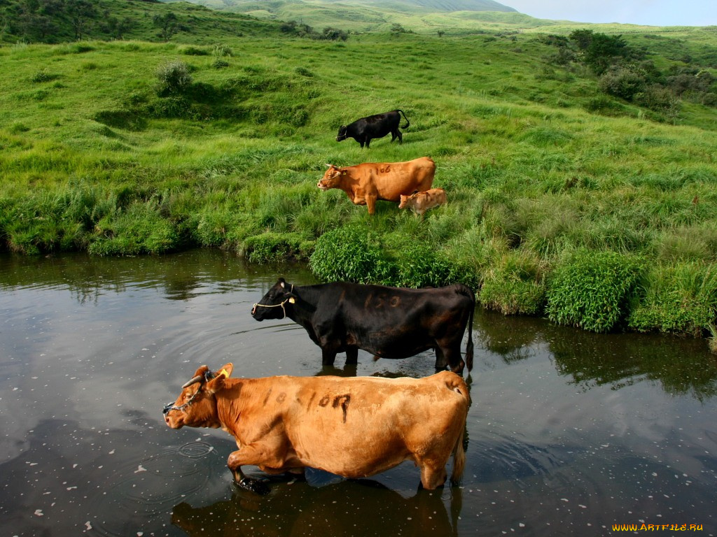 животные, коровы, буйволы