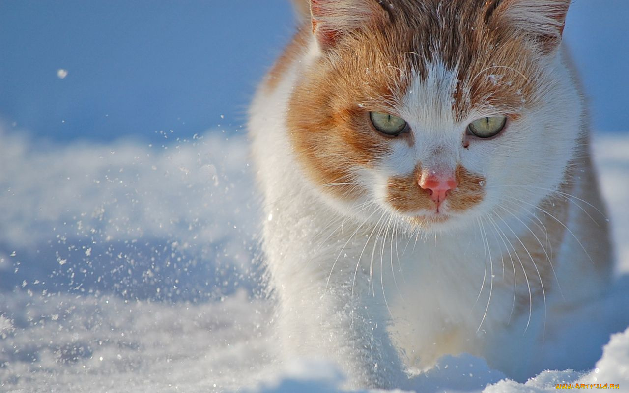 животные, коты