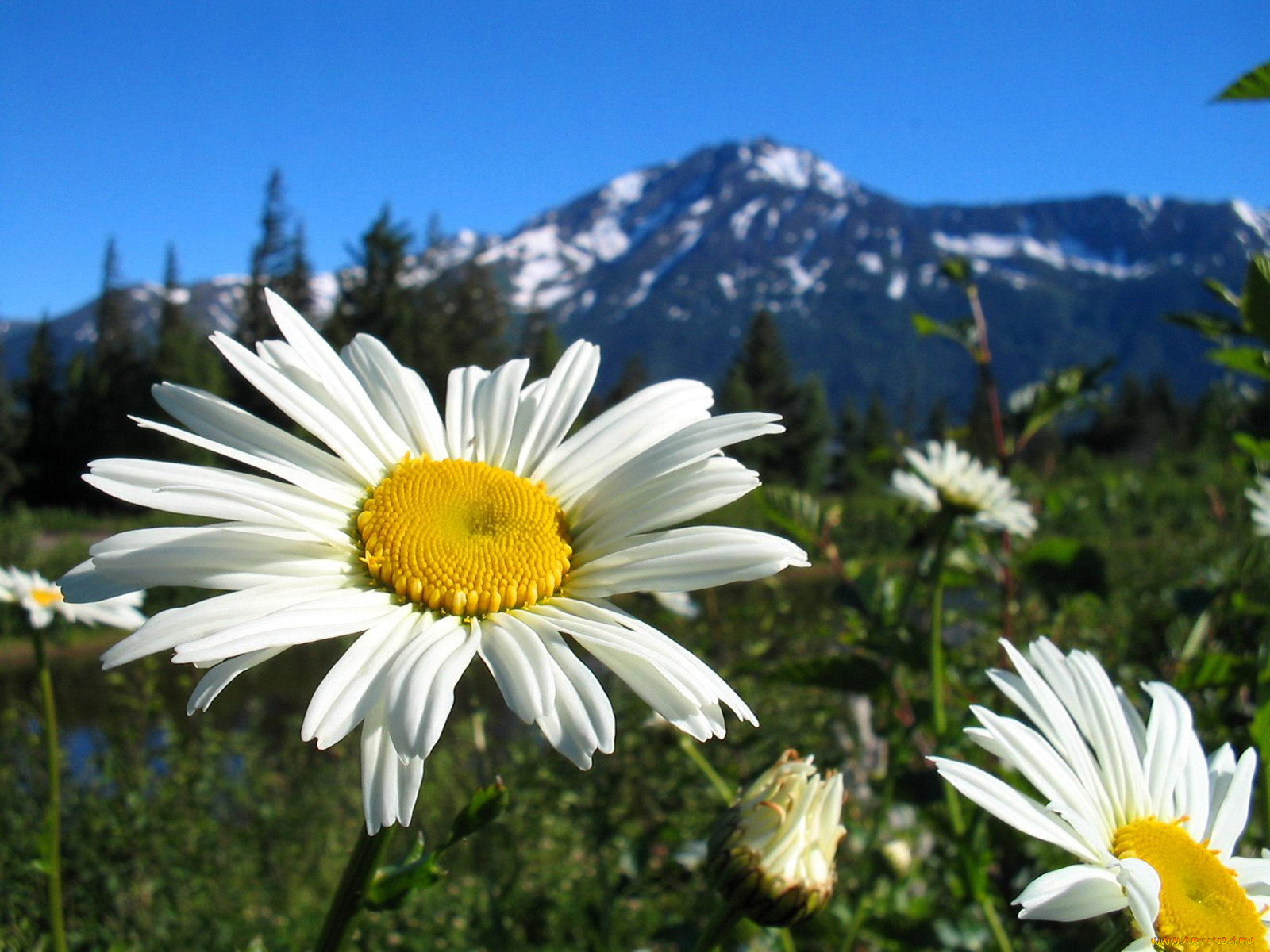 цветы, ромашки