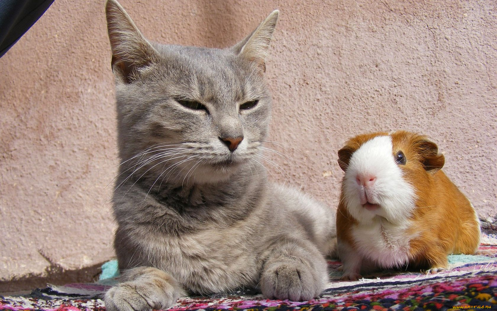 животные, разные, вместе