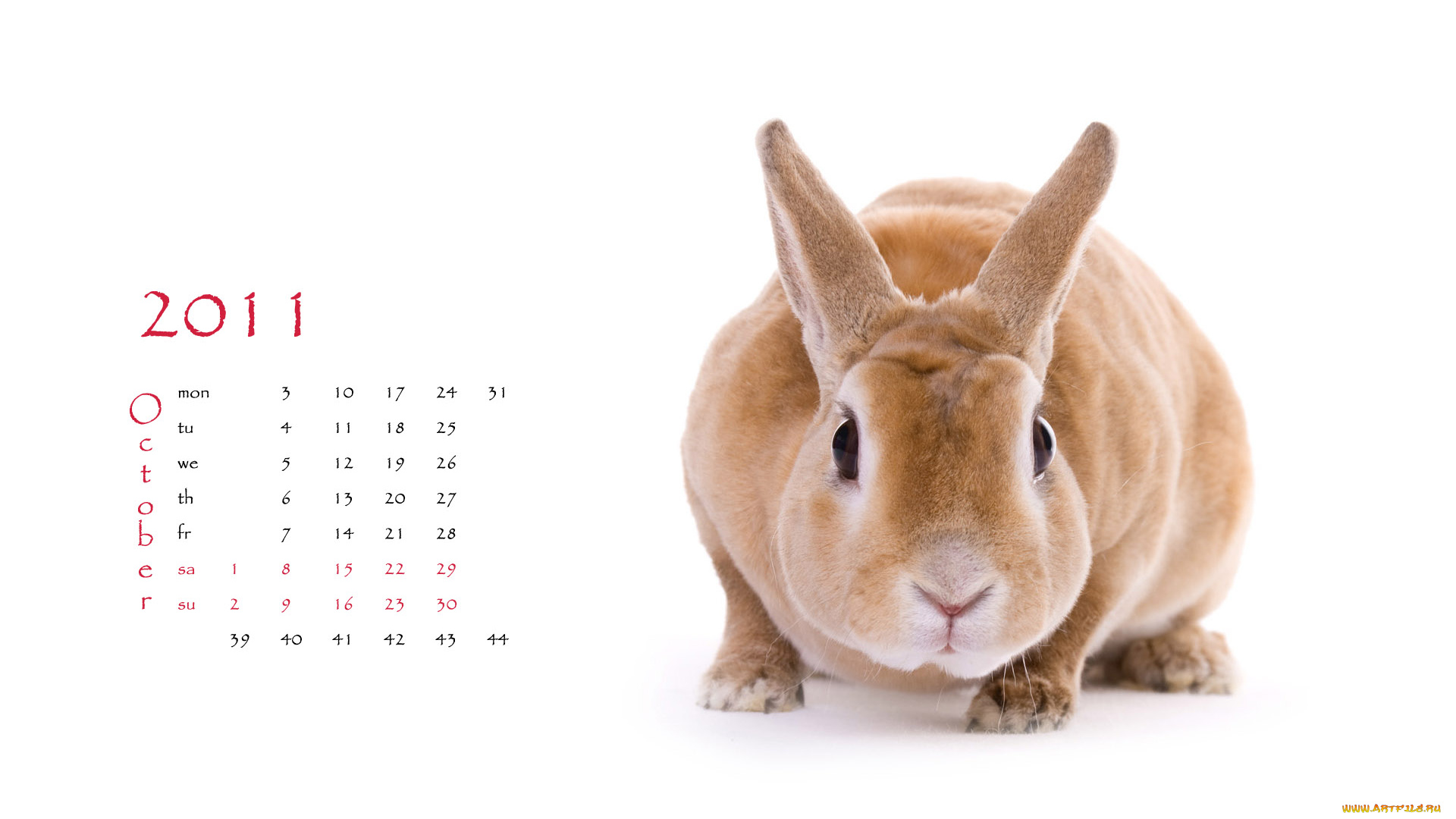 календари, животные