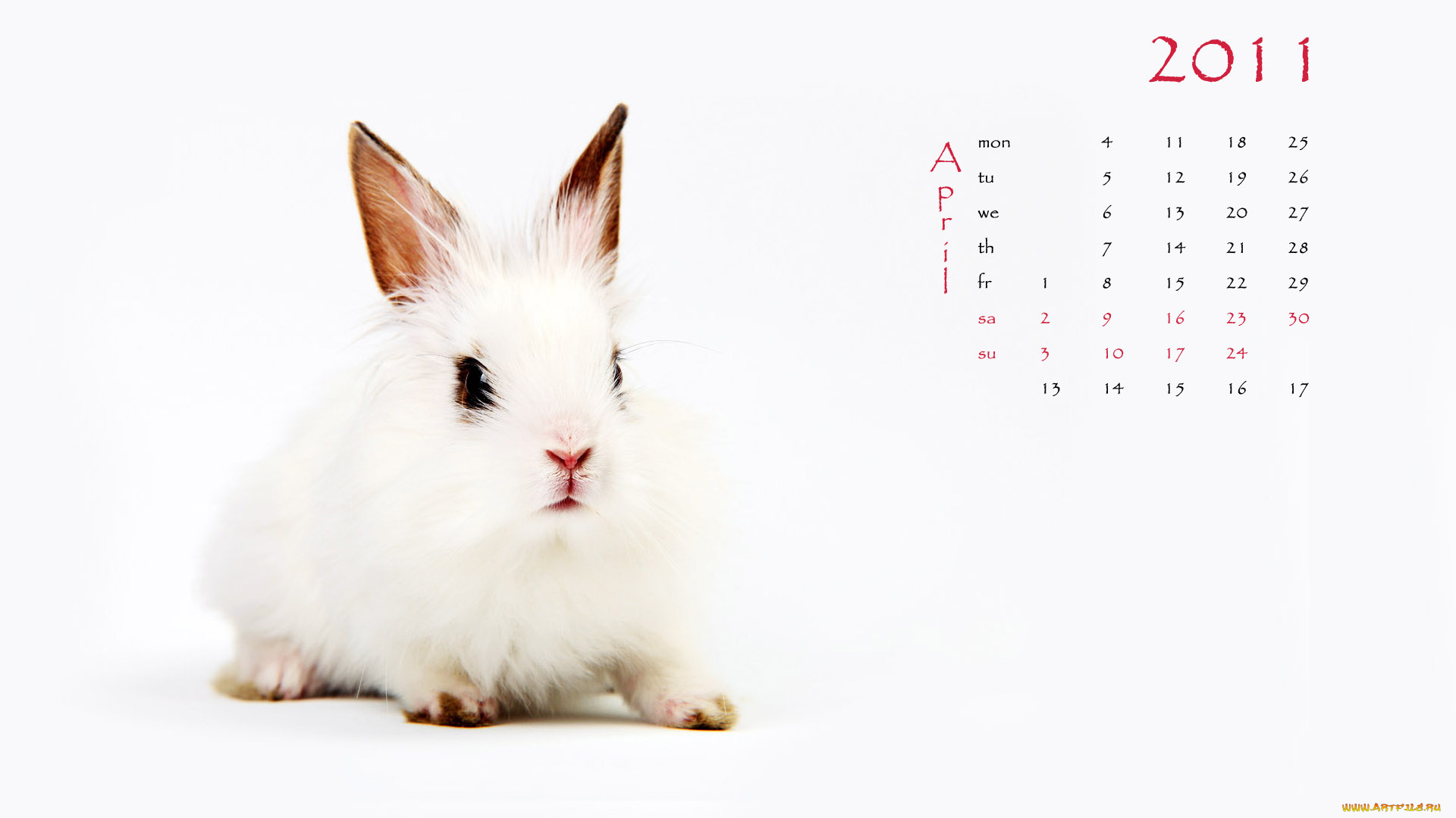 календари, животные