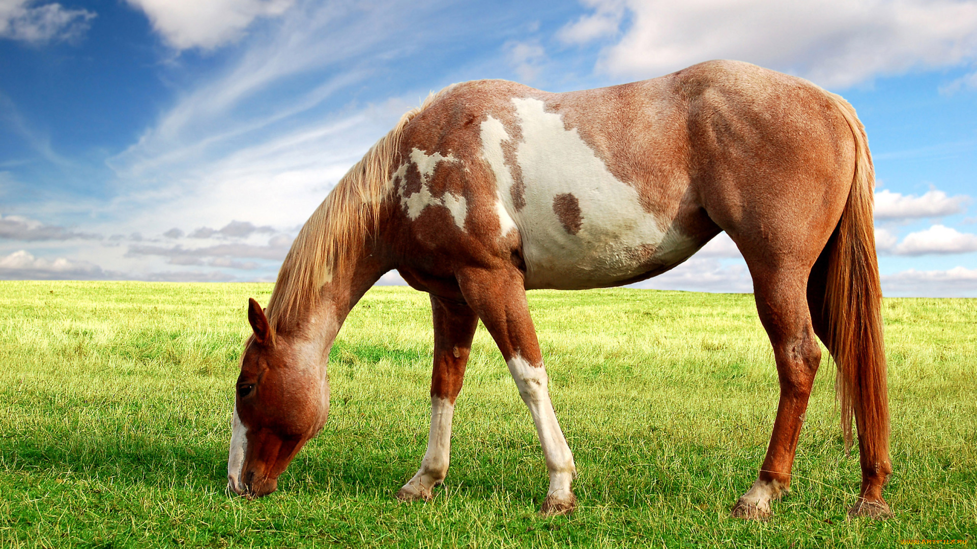 животные, лошади, луг