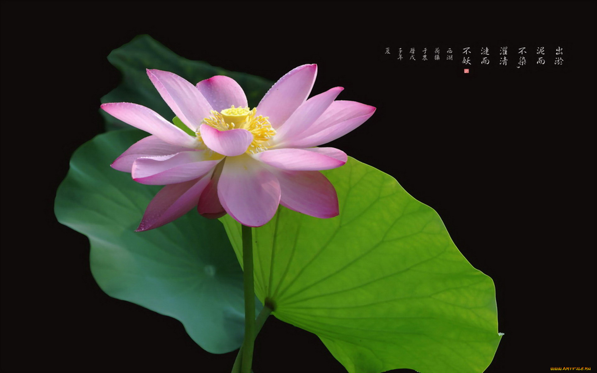 цветы, лотосы