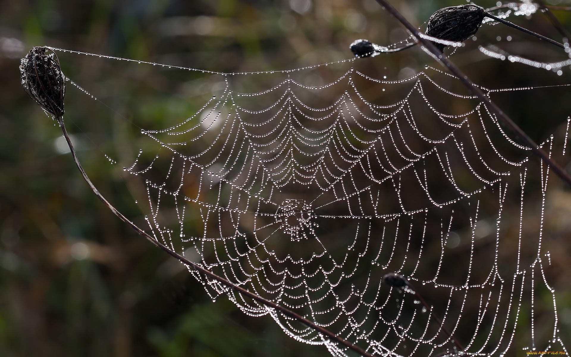 природа, макро