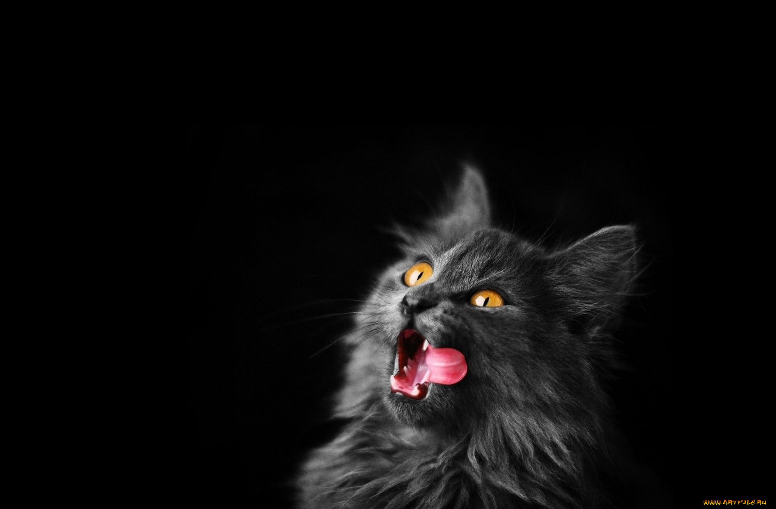 животные, коты, кот, кошка, язык