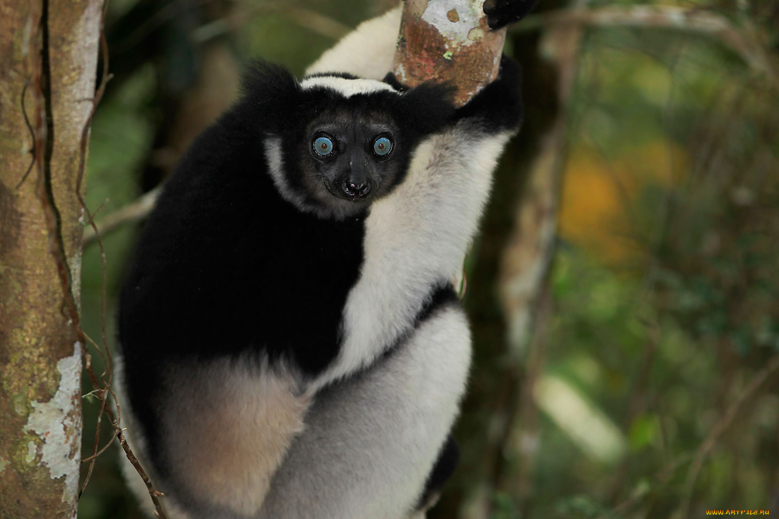 животные, лемуры, синие, глаза